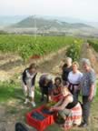 Vendemmia gruppo.jpg (29kb)